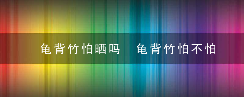 龟背竹怕晒吗 龟背竹怕不怕晒